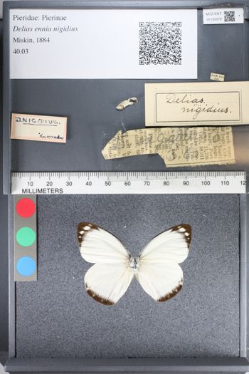 Media type: image;   Entomology 130579